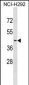 S1PR2 Antibody (C-term)
